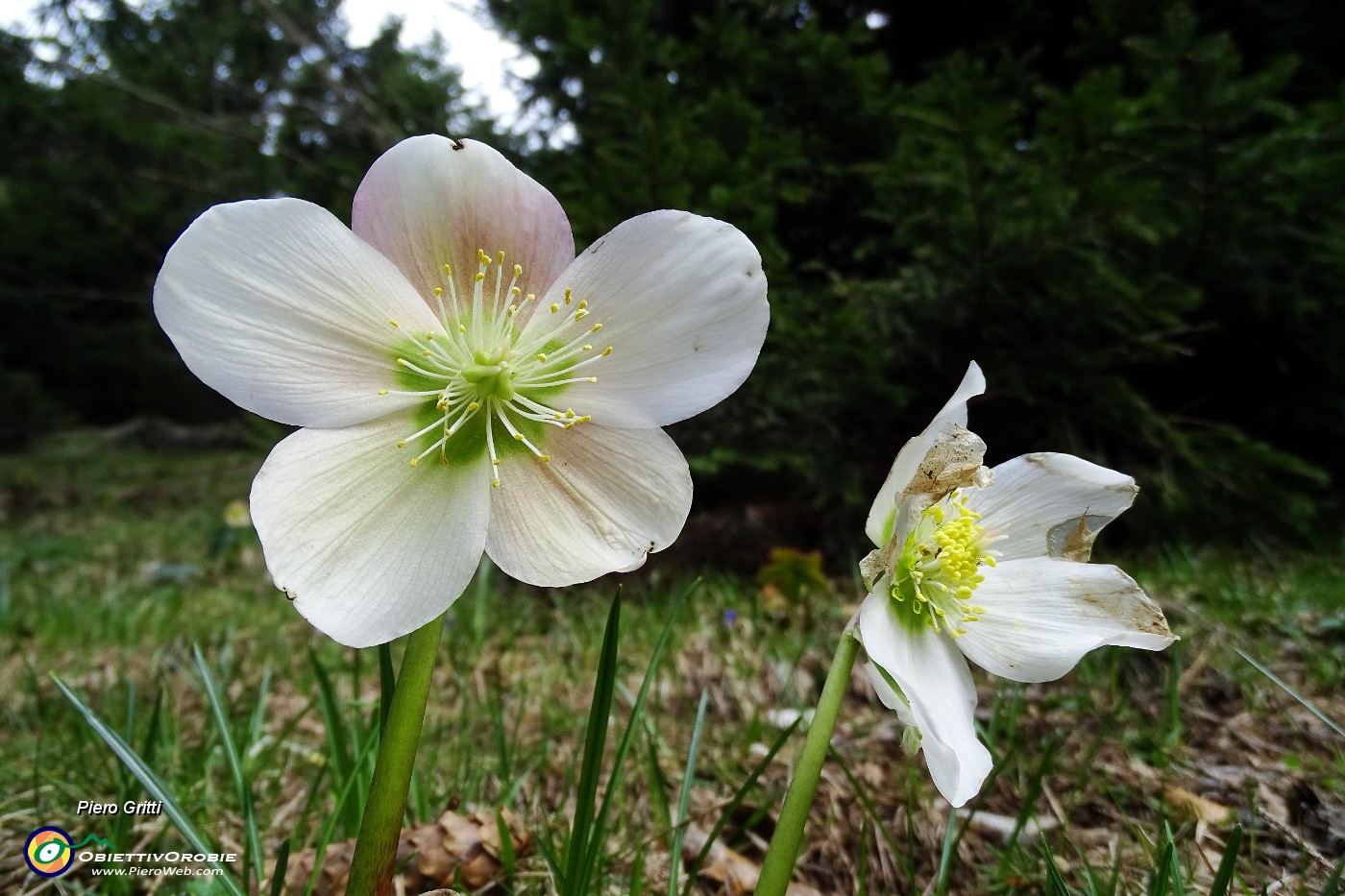 09 Rose di Natale (Helleborus Niger) in primavera.JPG -                                